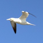 Bonaventure Gannets